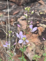 Cleome oxyphylla oxyphylla