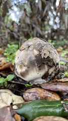 Amanita constricta