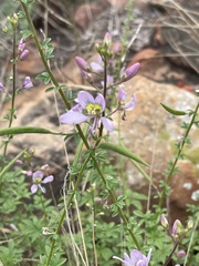Cleome oxyphylla oxyphylla