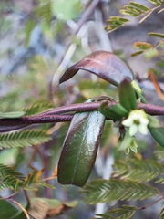 Metastelma arizonicum