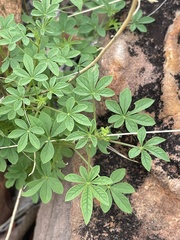 Cleome oxyphylla oxyphylla