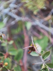 Metastelma arizonicum