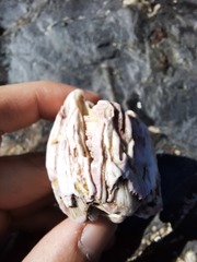 Austromegabalanus psittacus