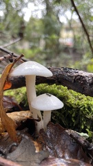 Hygrophorus eburneus