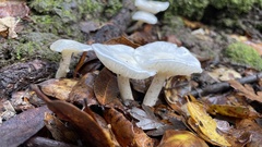 Hygrophorus eburneus