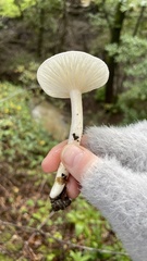 Hygrophorus eburneus