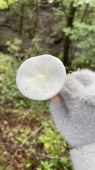 Hygrophorus eburneus