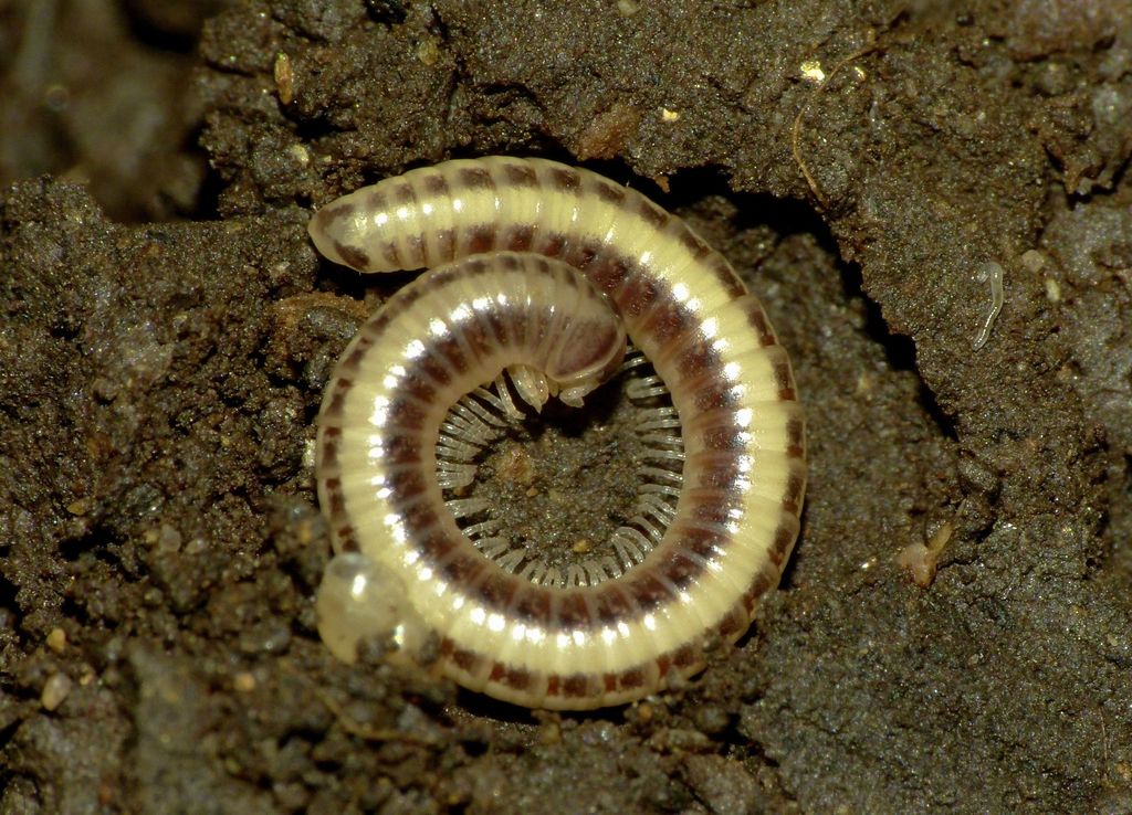 Spirobolellus