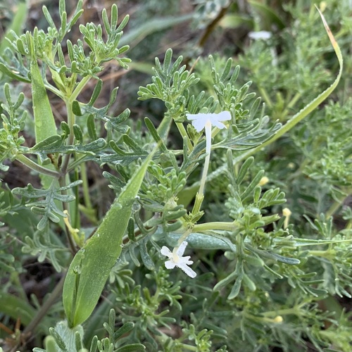 Chascanum pinnatifidum var. pinnatifidum image