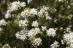 Agathosma trichocarpa