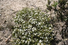Agathosma trichocarpa
