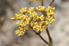 Crassula cymosa