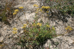 Crassula cymosa