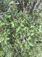 Ochna inermis