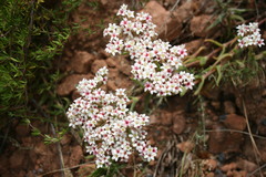 Crassula scabra