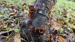 Phaeotremella foliacea