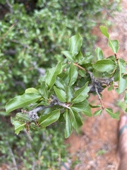 Ochna inermis