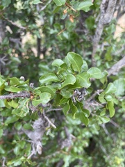 Ochna inermis