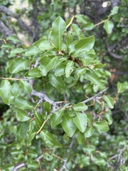 Ochna inermis