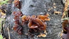 Phaeotremella foliacea