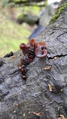 Phaeotremella foliacea