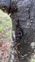Phaeotremella foliacea
