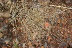 Marasmodes schlechteri