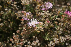 Drosanthemum ambiguum