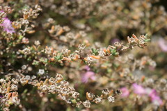 Drosanthemum ambiguum