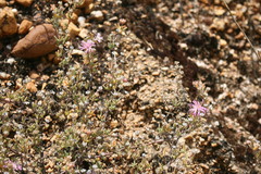 Drosanthemum ambiguum