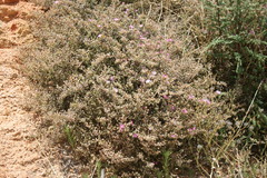 Drosanthemum ambiguum