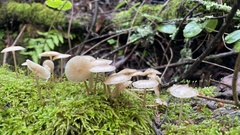 Mycena galericulata