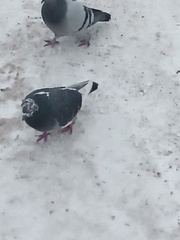 Columba livia domestica