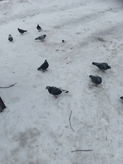 Columba livia domestica