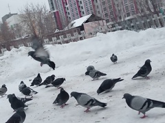 Columba livia domestica