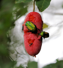 Chlorocala africana subsuturalis