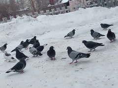 Columba livia domestica