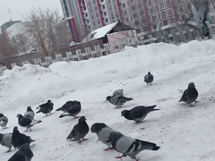Columba livia domestica