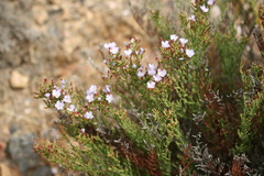Limonium acuminatum