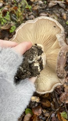 Lactarius argillaceifolius megacarpus