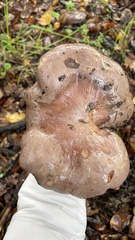 Lactarius argillaceifolius megacarpus