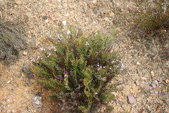 Limonium acuminatum