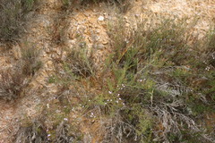 Limonium acuminatum