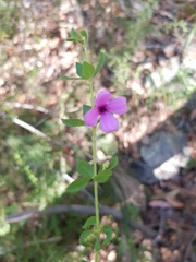 Tetratheca thymifolia