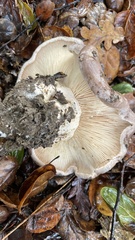 Lactarius argillaceifolius megacarpus