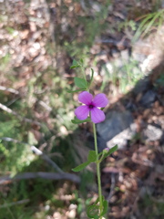 Tetratheca thymifolia