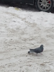 Columba livia domestica