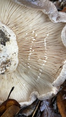 Lactarius argillaceifolius megacarpus