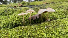 Mycena galericulata