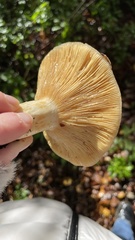 Lactarius alnicola